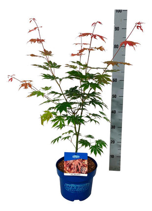 Acer 'North Wind'® (Jack Frost)