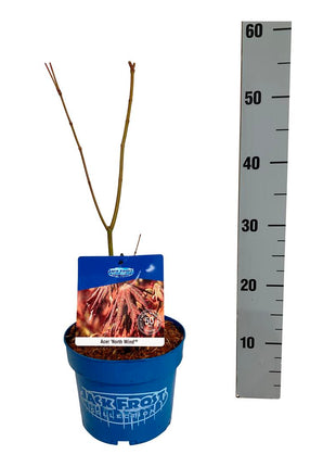 Acer 'North Wind'® (Jack Frost)