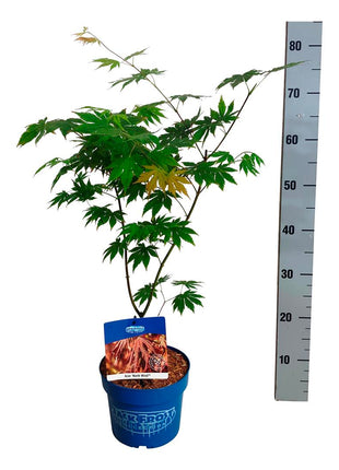 Acer 'North Wind'® (Jack Frost)