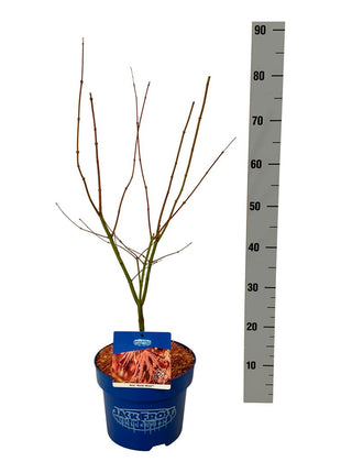 Acer 'North Wind'® (Jack Frost)