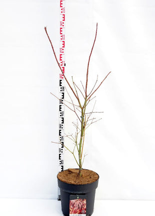 Acer 'North Wind'® (Jack Frost)