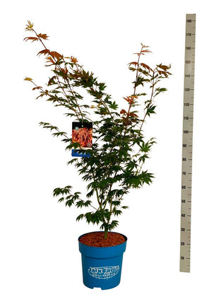 Acer 'North Wind'® (Jack Frost)