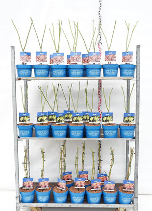 Acer (Jack Frost®) in cultivars
