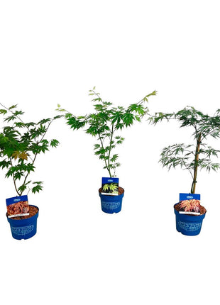 Acer (Jack Frost®) in cultivars