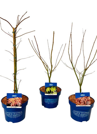 Acer (Jack Frost®) in cultivars