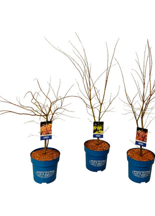 Acer (Jack Frost®) in cultivars