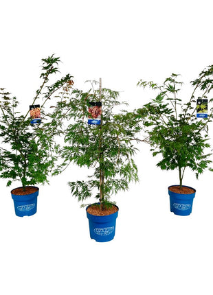 Acer (Jack Frost®) in cultivars