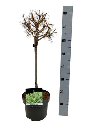 Larix dec. 'Globus'
