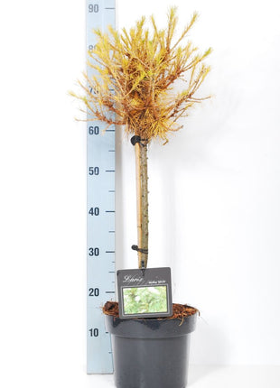 Larix dec. 'Kornik'
