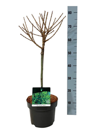 Larix dec. 'Kornik'