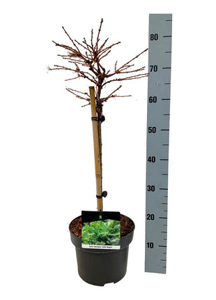 Larix dec. 'Little Bogle'