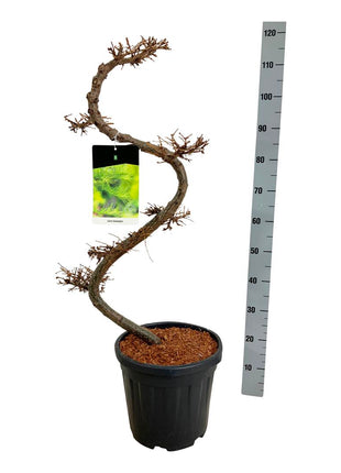 Larix kaempferi