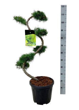 Larix kaempferi