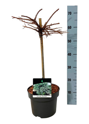 Larix kaempf. 'Blue Dwarf'