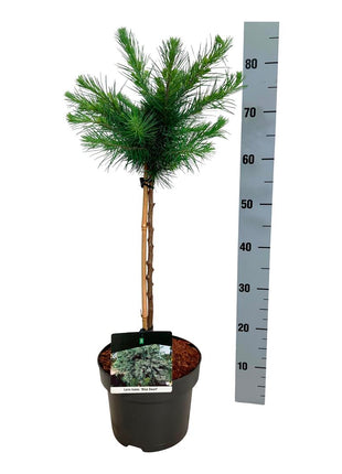 Larix kaempf. 'Blue Dwarf'