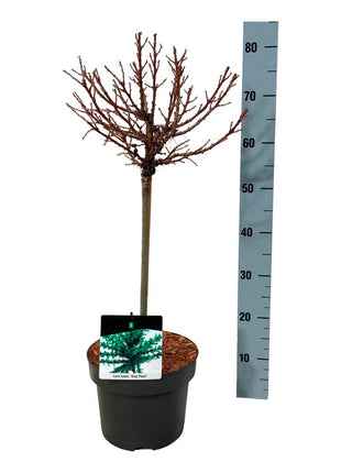 Larix kaempf. 'Grey Pearl'