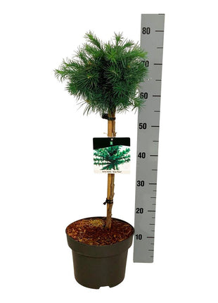 Larix kaempf. 'Grey Pearl'