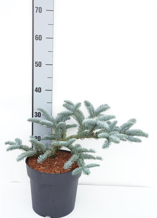 Abies procera 'Glauca'