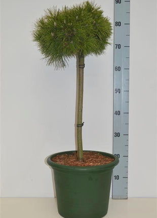 Pinus mugo 'Benjamin'