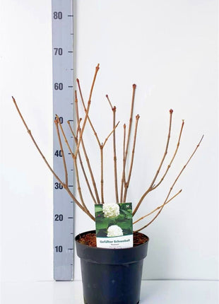 Viburnum opulus 'Roseum'