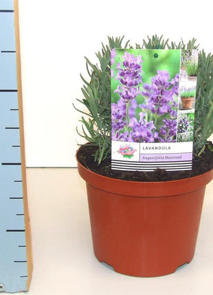 Lavandula ang. 'Munstead'