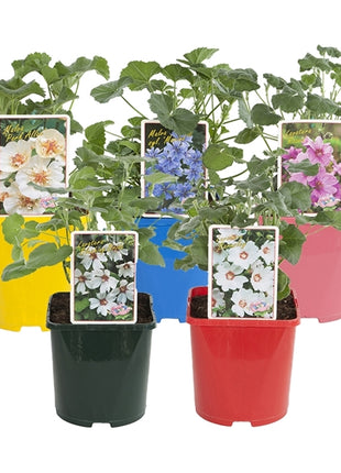 Lavatera in cultivars