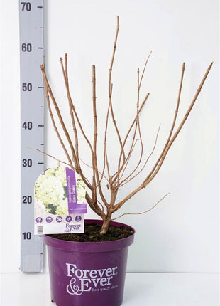 Hydrangea pan. 'Forever&Ever'® Limegreen