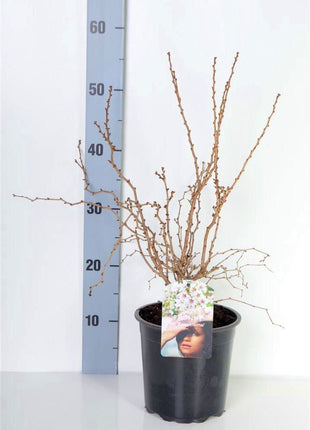 Prunus incisa 'Kojou-no-mai'