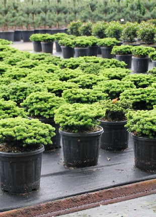 Abies koreana 'Brillant'