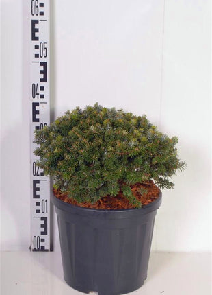 Abies koreana 'Brillant'