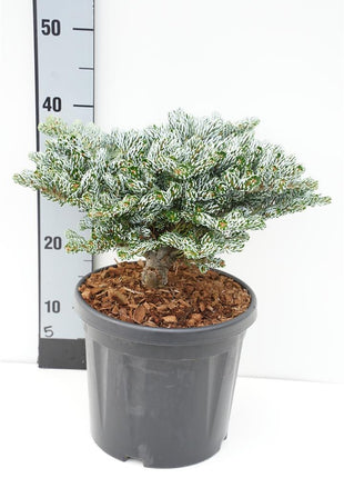Abies koreana 'Kohout's Icebreaker'