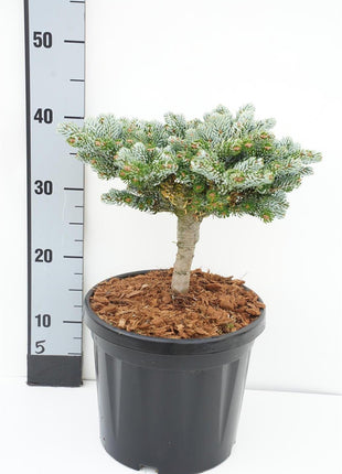 Abies koreana 'Kohout's Icebreaker'