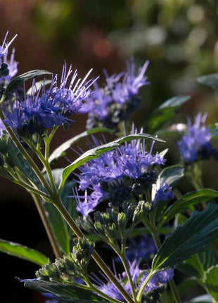 Caryopteris cl. ´Beyond Midnight´®