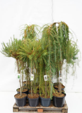 Larix in cultivars