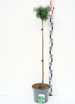 Larix kaempf. 'Blue Dwarf'