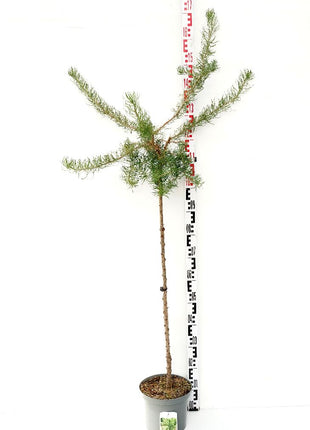 Larix kaempf. 'Diana'