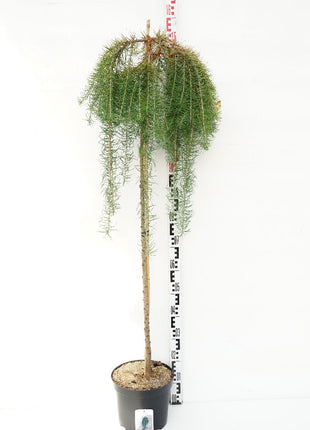 Larix kaempf. 'Stiff Weeper'