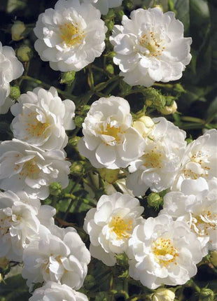Rosa (K) Guirlande d' Amour