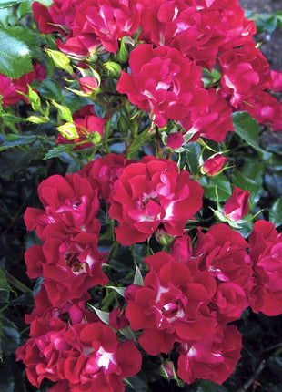Rosa 'Rambling Rosie'