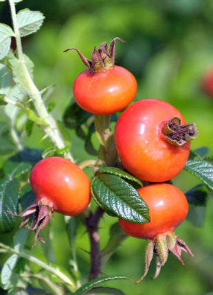 Rosa rugosa