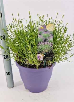 Lavandula ang. 'Essence Purple'