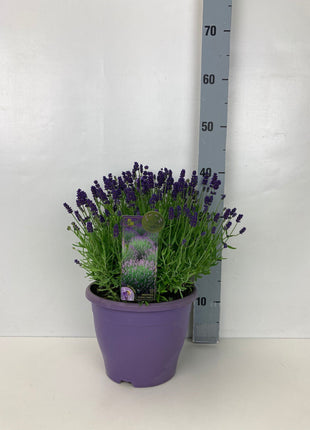 Lavandula ang. 'Essence Purple'