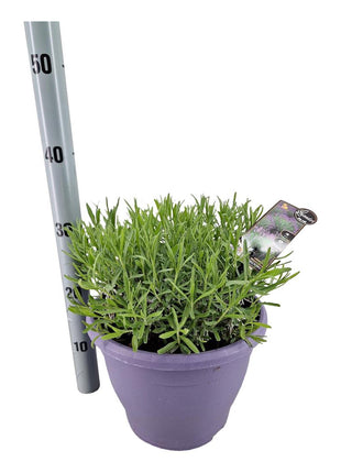Lavandula ang. 'Essence Purple'