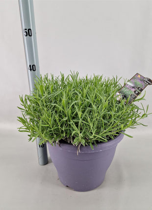 Lavandula ang. 'Essence Purple'