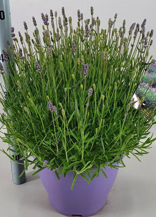 Lavandula ang. 'Essence Purple'