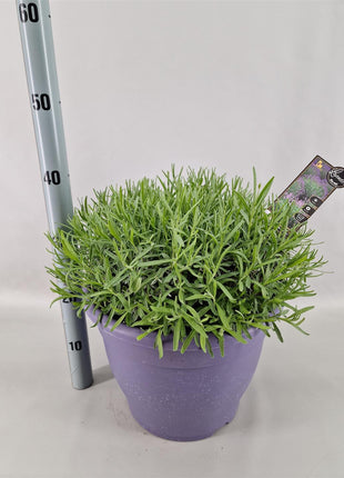 Lavandula ang. 'Essence Purple'