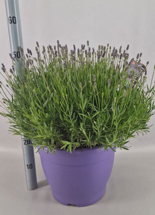 Lavandula ang. 'Essence Purple'