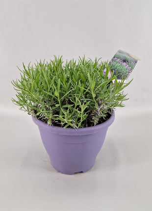Lavandula ang. 'Hidcote'