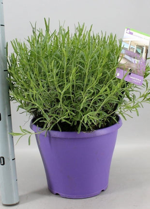 Lavandula ang. 'Hidcote'