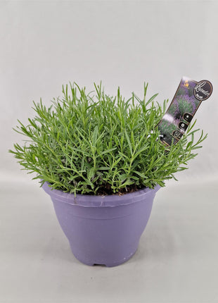 Lavandula ang. 'Hidcote'